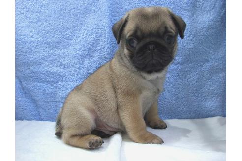 成約済の茨城県のパグ-82396