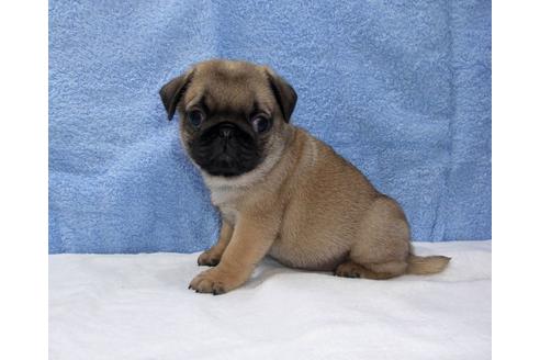 成約済の茨城県のパグ-82396の5枚目