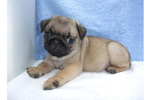 成約済の茨城県のパグ-82396の4枚目