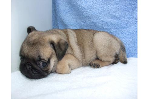 成約済の茨城県のパグ-82396の2枚目