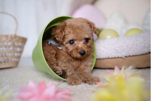 成約済の滋賀県のトイプードル-81612の1枚目