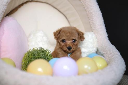 成約済の滋賀県のトイプードル-81612の5枚目