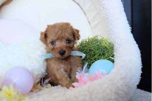 成約済の滋賀県のトイプードル-81612の3枚目