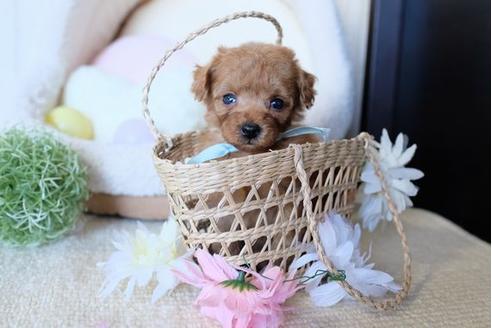 成約済の滋賀県のトイプードル-81612の2枚目