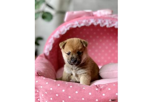 成約済の大阪府の柴犬-82430の1枚目