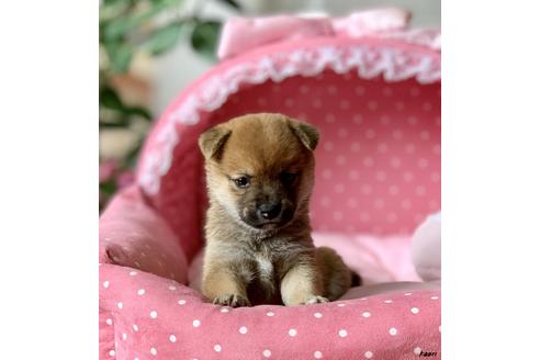成約済の大阪府の柴犬-82430の4枚目
