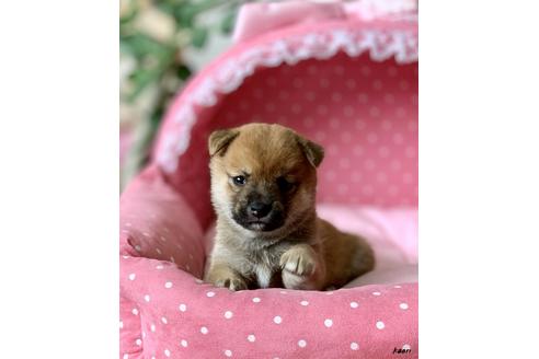 成約済の大阪府の柴犬-82430の3枚目