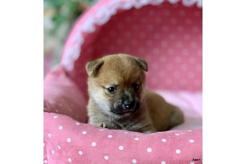 成約済の大阪府の柴犬-82430の2枚目