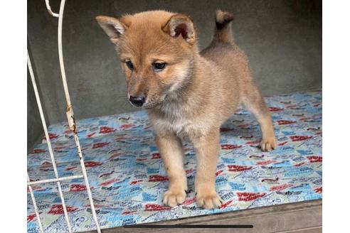 成約済の山梨県の柴犬-81745の2枚目