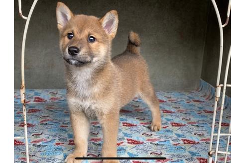 成約済の山梨県の柴犬-81745