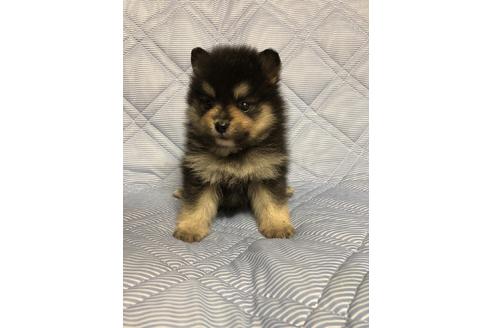 成約済の三重県のポメラニアン-81197の2枚目