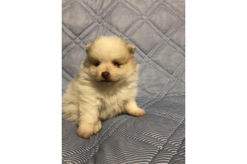 成約済の三重県のポメラニアン-81198の1枚目