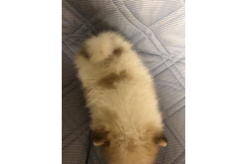 成約済の三重県のポメラニアン-81198の3枚目