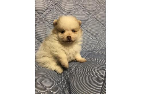 成約済の三重県のポメラニアン-81198の2枚目