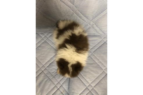 成約済の三重県のポメラニアン-81199の3枚目