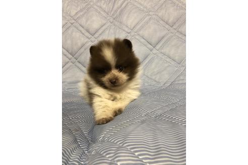 成約済の三重県のポメラニアン-81199の2枚目
