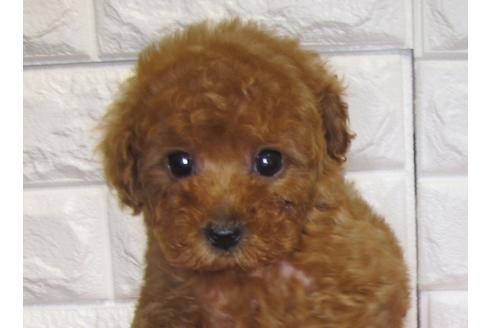 成約済の茨城県のトイプードル-82503の1枚目