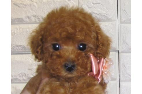 成約済の茨城県のトイプードル-82503の2枚目