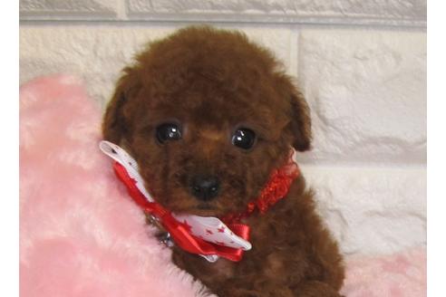 成約済の茨城県のトイプードル-82504の1枚目