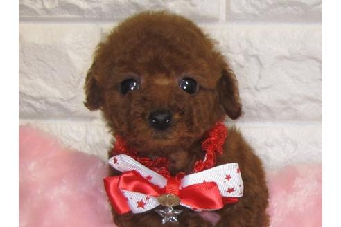 成約済の茨城県のトイプードル-82504の3枚目