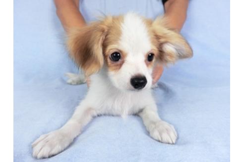 成約済の千葉県のパピヨン-80644の1枚目