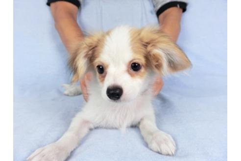 成約済の千葉県のパピヨン-80644の4枚目