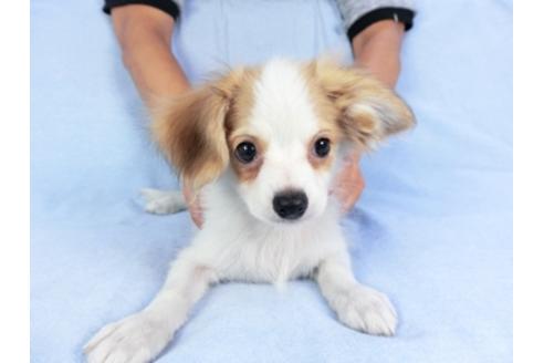 成約済の千葉県のパピヨン-80644の3枚目