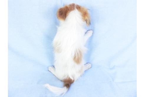 成約済の千葉県のパピヨン-80644の2枚目