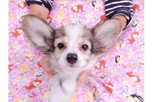 成約済の千葉県のパピヨン-80628