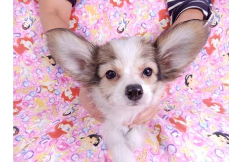 成約済の千葉県のパピヨン-80628の4枚目