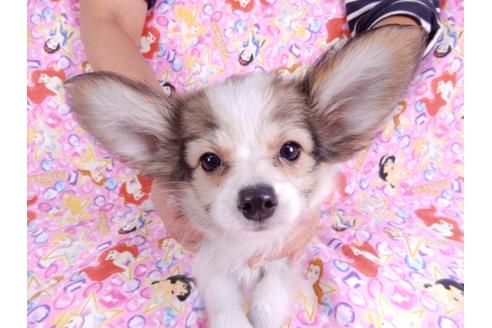 成約済の千葉県のパピヨン-80628の3枚目