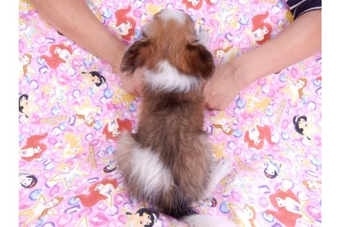 成約済の千葉県のパピヨン-80628の2枚目