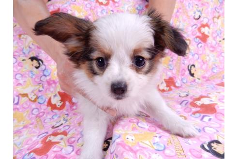 成約済の千葉県のパピヨン-82521の1枚目