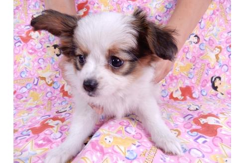 成約済の千葉県のパピヨン-82521の4枚目