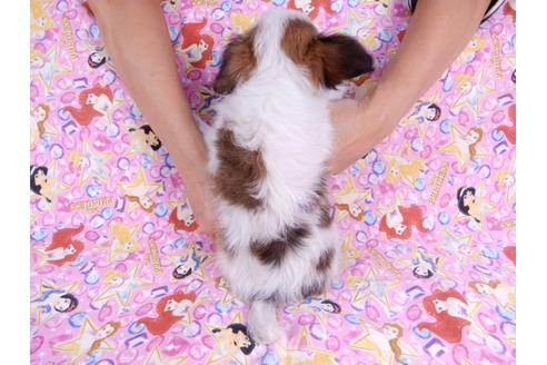 成約済の千葉県のパピヨン-82521の2枚目