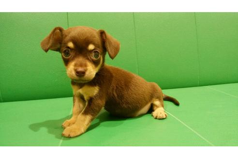 成約済の鹿児島県のミックス犬-82527の1枚目