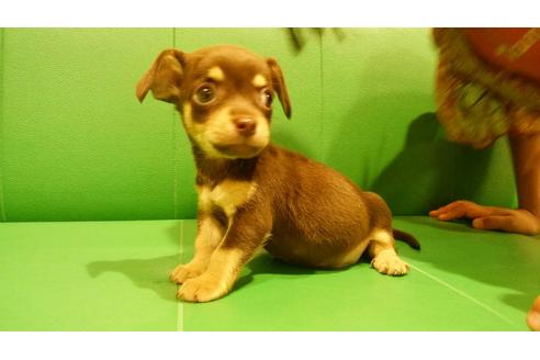 成約済の鹿児島県のミックス犬-82527の3枚目