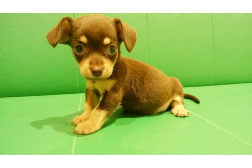 成約済の鹿児島県のミックス犬-82527の2枚目