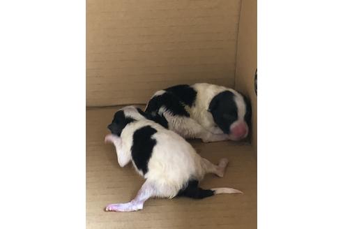 成約済の三重県のポメラニアン-82571の6枚目