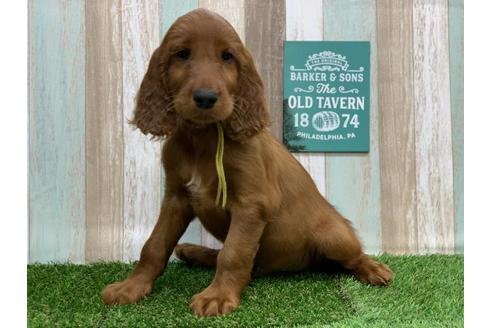 奈良県のアイリッシュセッター 男の子 19 08 23生まれ マホガニーレッド 子犬id 587 ブリーダーナビ 奈良県のアイリッシュセッター 男の子 19 08 23生まれ マホガニーレッド 子犬id 587 ブリーダーナビ