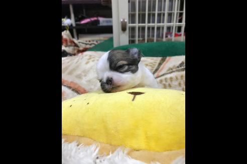 成約済の香川県のチワワ(ロングコート)-81957の10枚目