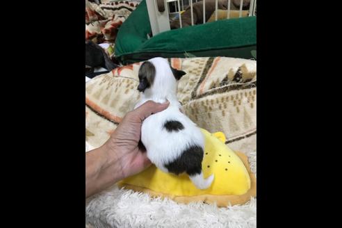 成約済の香川県のチワワ(ロングコート)-81957の8枚目