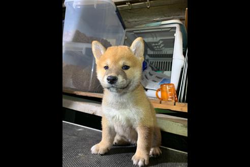 成約済の広島県の柴犬-82595の2枚目