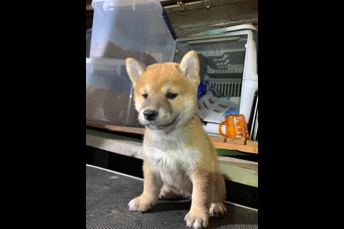 成約済の広島県の柴犬-82595の1枚目