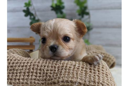 成約済の静岡県のチワワ(ロングコート)-81138の5枚目