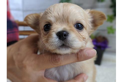 成約済の静岡県のチワワ(ロングコート)-81138の4枚目