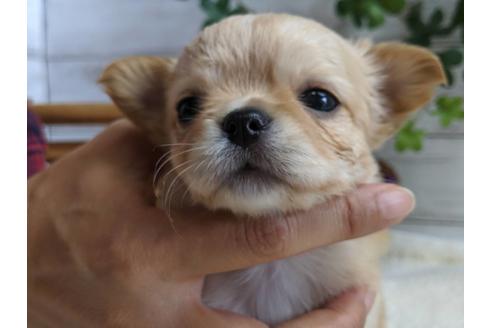 成約済の静岡県のチワワ(ロングコート)-81138の3枚目