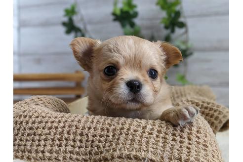 成約済の静岡県のチワワ(ロングコート)-81138の1枚目