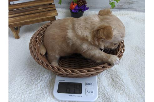 成約済の静岡県のチワワ(ロングコート)-81138の2枚目