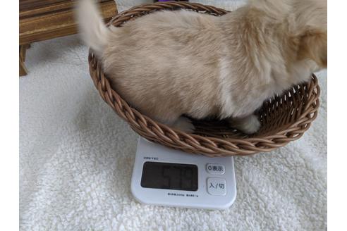 成約済の静岡県のチワワ(ロングコート)-81139の4枚目